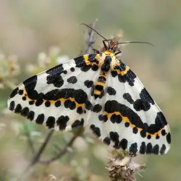 крыжовниковая моль