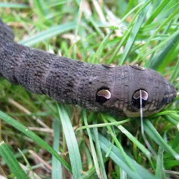 Гусеница бражника среднего размера