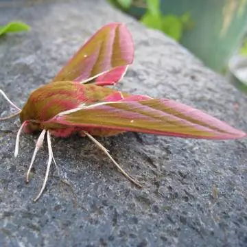 Средний винный фанат