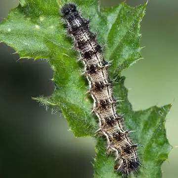 Гусеница расписной леди