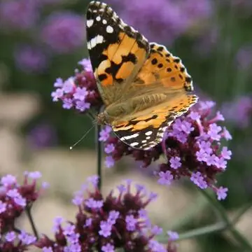 Нарисованная дама на вербене
