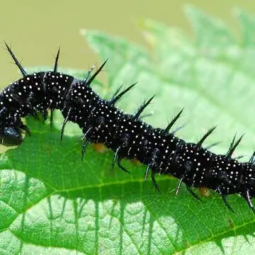 Гусеница павлиньей бабочки