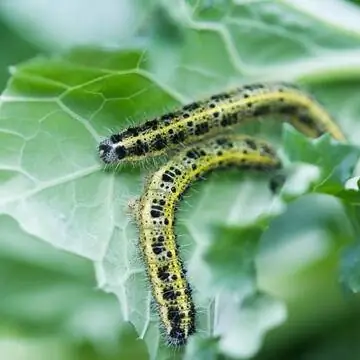 Капустная белая гусеница