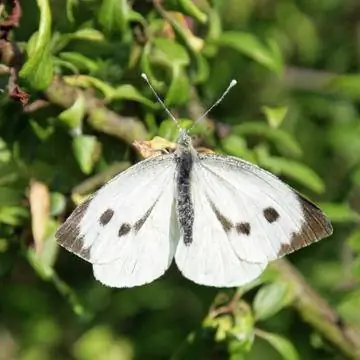 Капуста белокочанная крупная