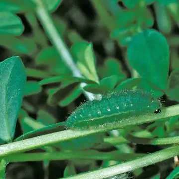 Гусеница обыкновенной голубой