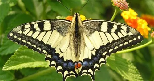 10 гусениц бабочек и что с ними становится