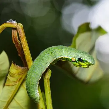 Гусеница серной бабочки