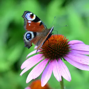 павлинья бабочка