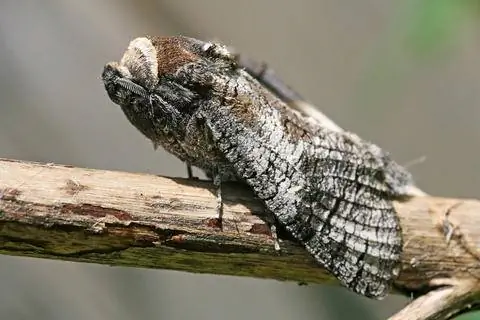 Ивовый мотылек (Cossus cossus)