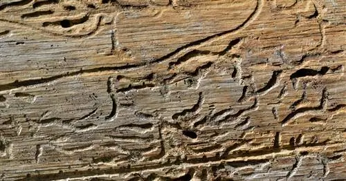 Все больше и больше короедов в садах