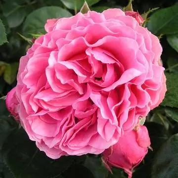 Леонардо да Винчи