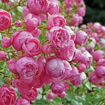 'помпомелла'