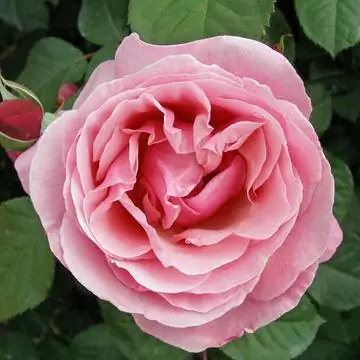 «Флоренция на Эльбе»