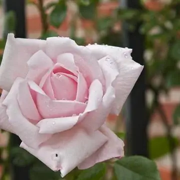 'Новый рассвет'