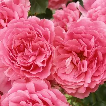 «Розариум Ютерсен»