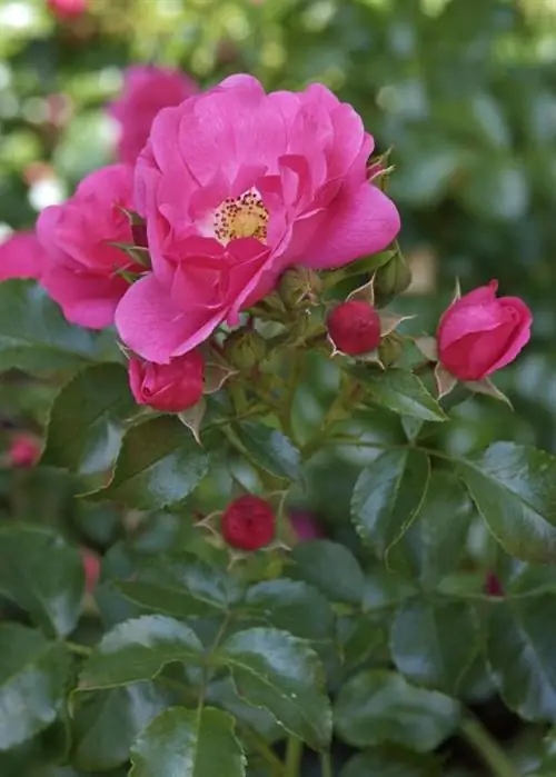 'языческая мечта'