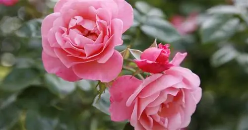 Розовые розы: лучшие сорта для сада