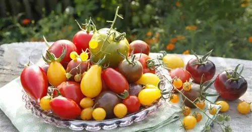 Лучшие советы по ароматным помидорам