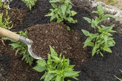 Покройте грядку мульчей из коры