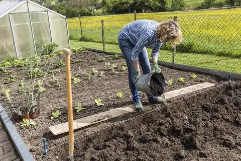 Мульчирование огорода компостом