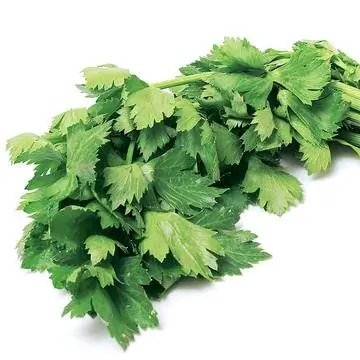 листья сельдерея