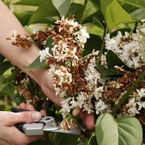 срезанная сирень