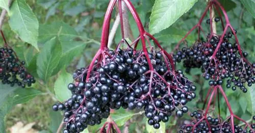 Что такое сирень?