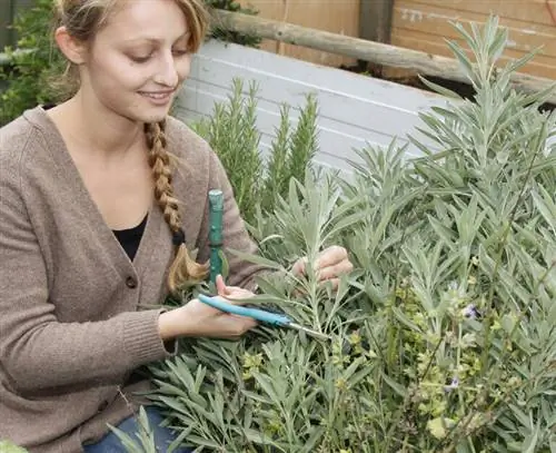 Нарезать черенки шалфея