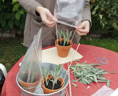 Черенки шалфея с крышкой из фольги