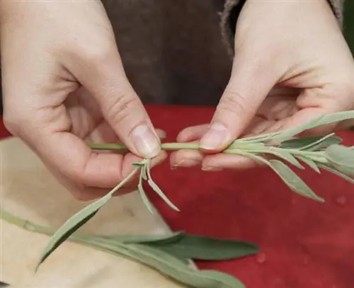 срезать нижние листья черенков