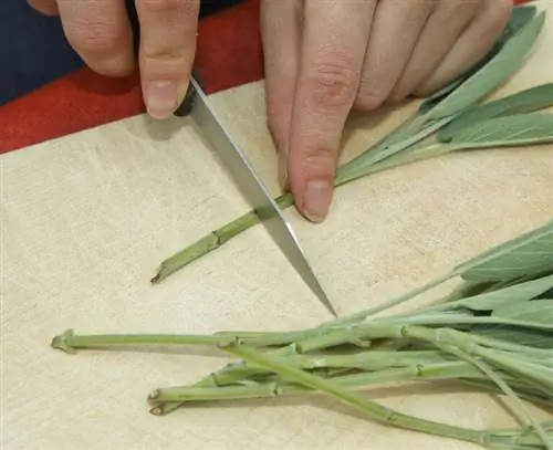 Размножение шалфея черенками