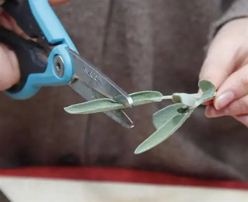 Укоротить листья черенков шалфея