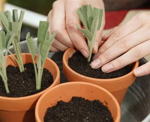 Поместите черенки шалфея в почву