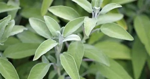 Размножение шалфея черенками