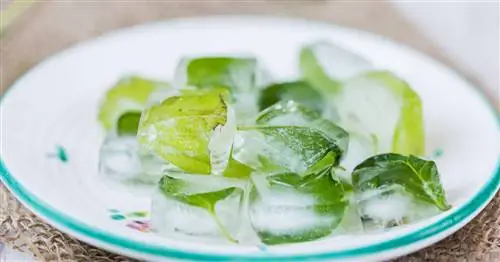 Замороженный базилик: лучший способ сохранить аромат