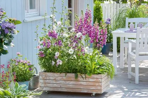 наперстянка и кустовая мальва