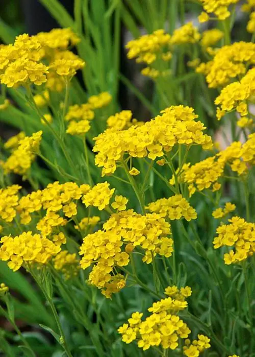 Рок Алиссум