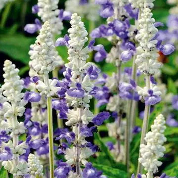 Мука Шалфей