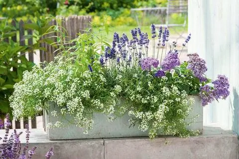 Богат лавандой и ароматными камнями.