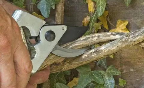 Обрезка ветки плюща секатором