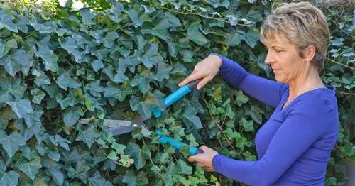 Правильно обрезать плющ: вот как