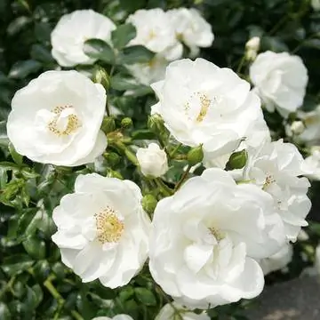 Мелкокустовая роза Инносенсия