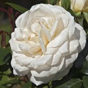 Сорт роз Лайонс Роуз