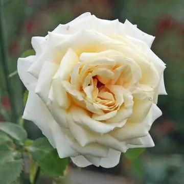 Атмосфера белого гибридного чая