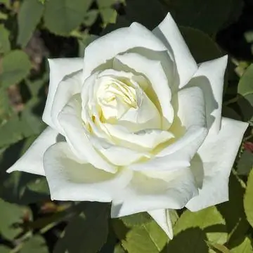 Чайно-гибридная полярная звезда