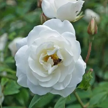 Белая роза Белоснежка