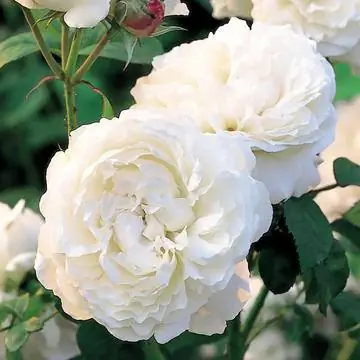 Винчестерский собор Белой розы