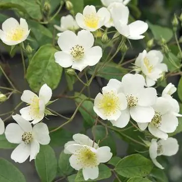 Белая плетистая роза Filipes Kiftsgate