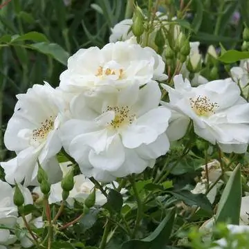 Белая почвопокровная роза снежинка