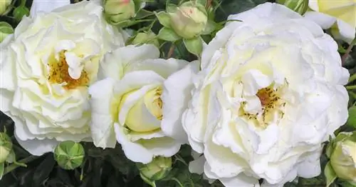 Возвышенные красоты: белые розы